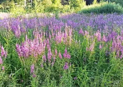 EKOPROM - Oczyszczalnia biohydrofitowa